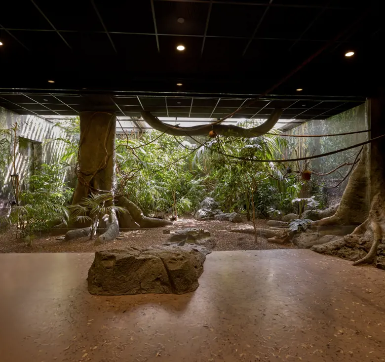 Indoor rainforest-themed immersive classroom designed for interactive learning.