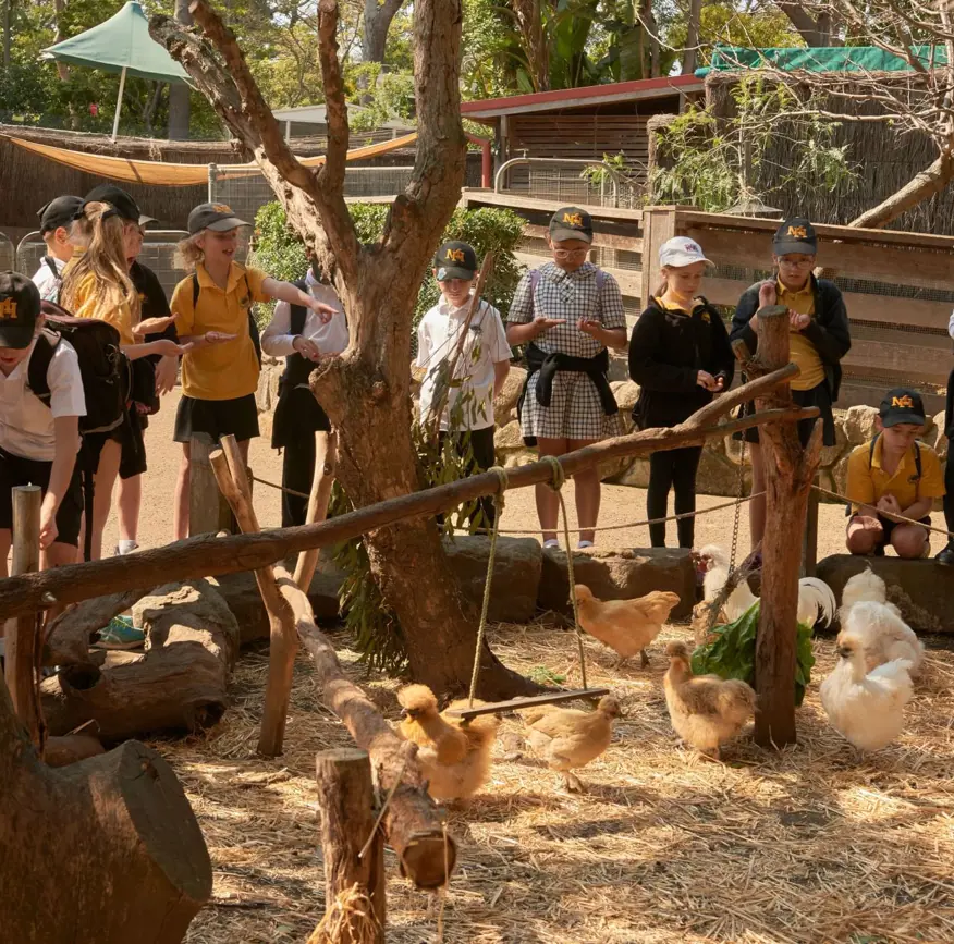 School students gathered around farm animals during a hands-on outdoor education session.