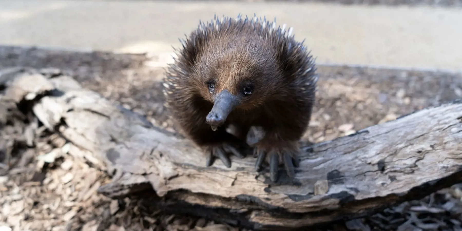 Close‑up of an echidna standing on a fallen log in an outdoor habitat.