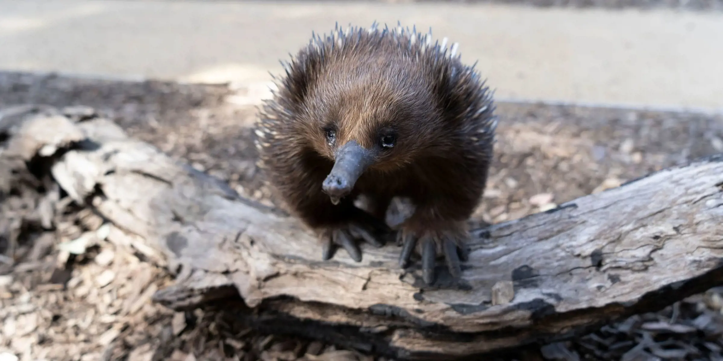 Close‑up of an echidna standing on a fallen log in an outdoor habitat.