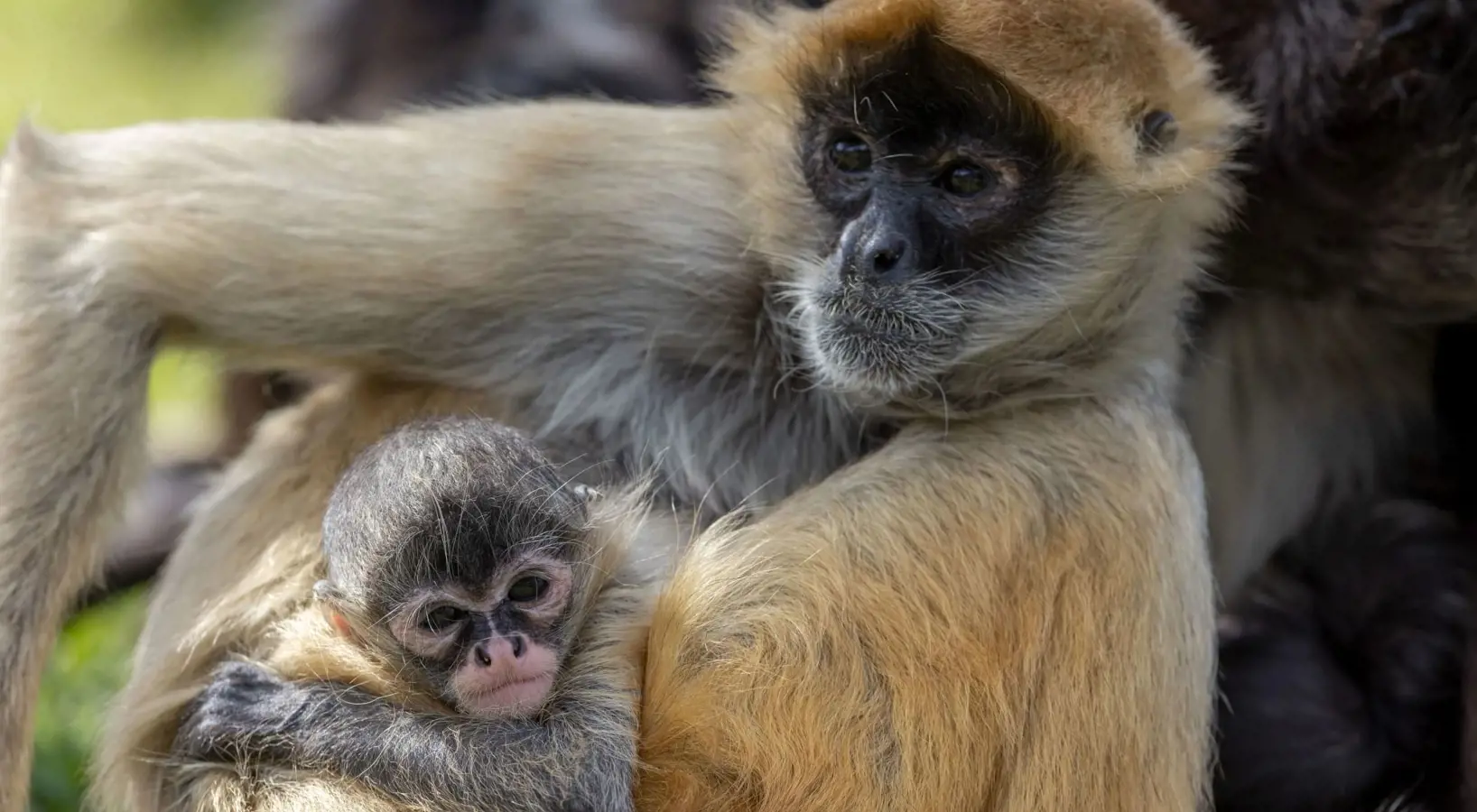 Adult spider monkey holding a baby.