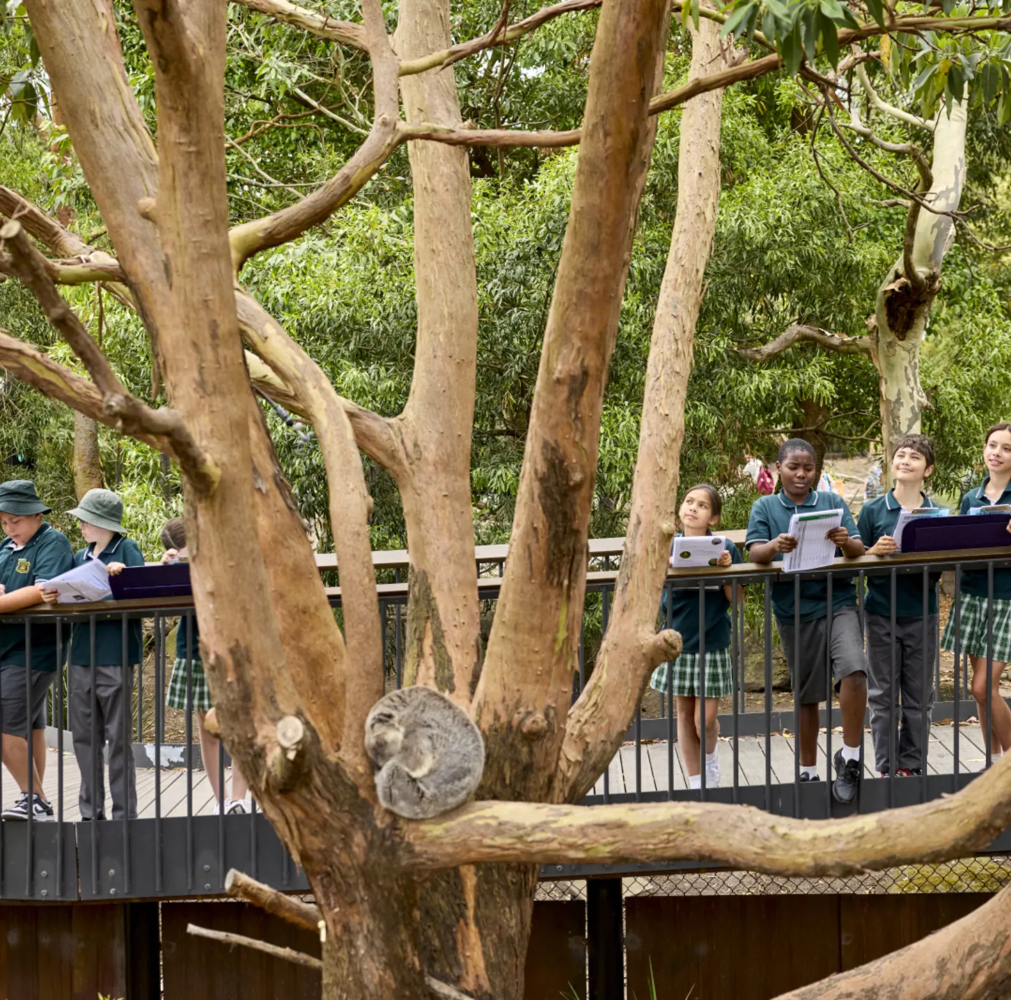 Students observing koala in tree at Taronga Zoo's Koala Country