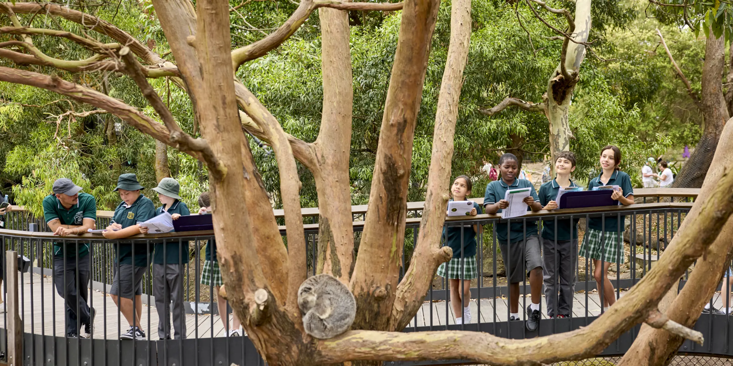 Students observing koala in tree at Taronga Zoo's Koala Country