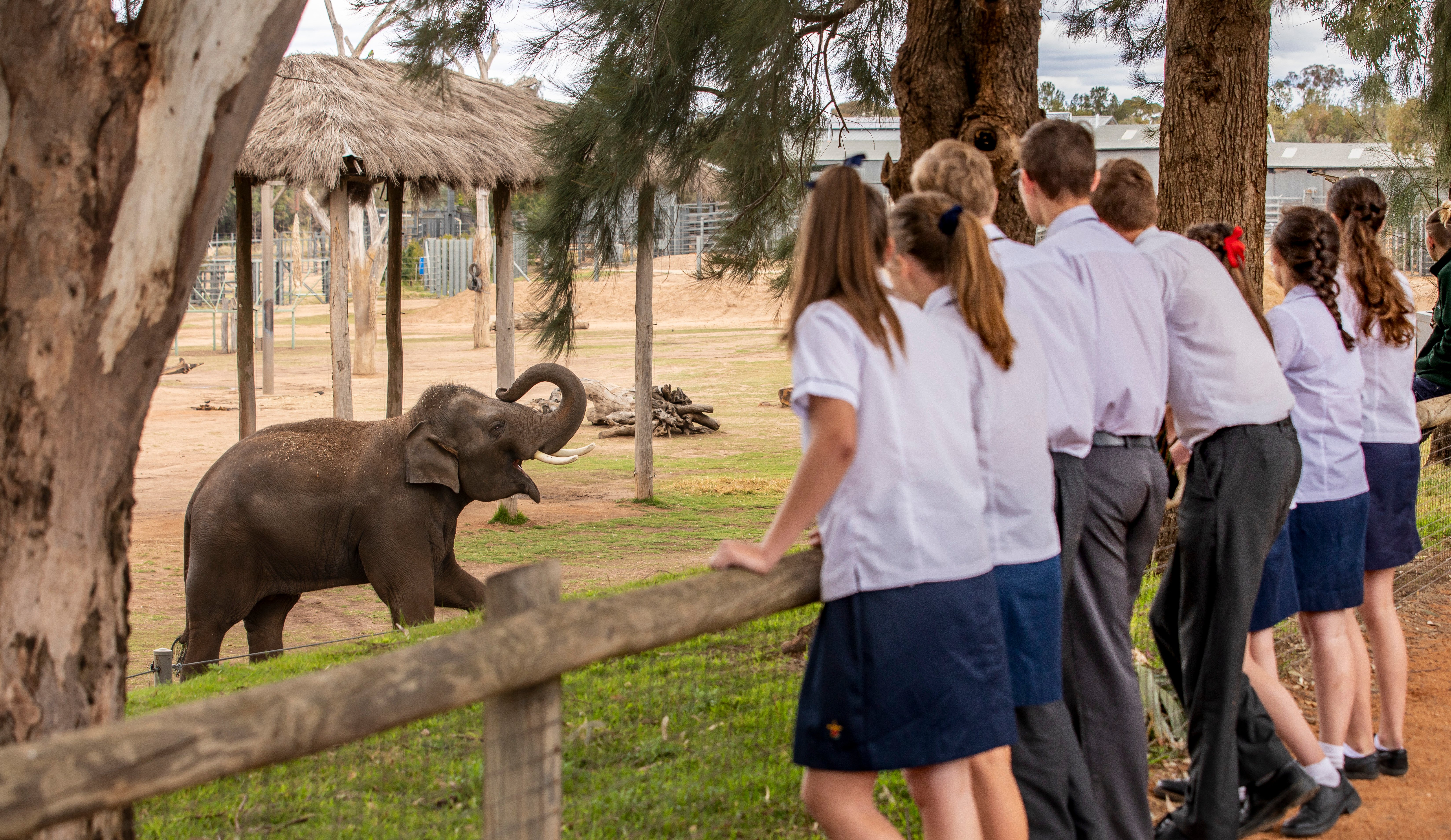 High school students overlooking elephant habitat at Taronga Western Plains Zoo in Dubbo