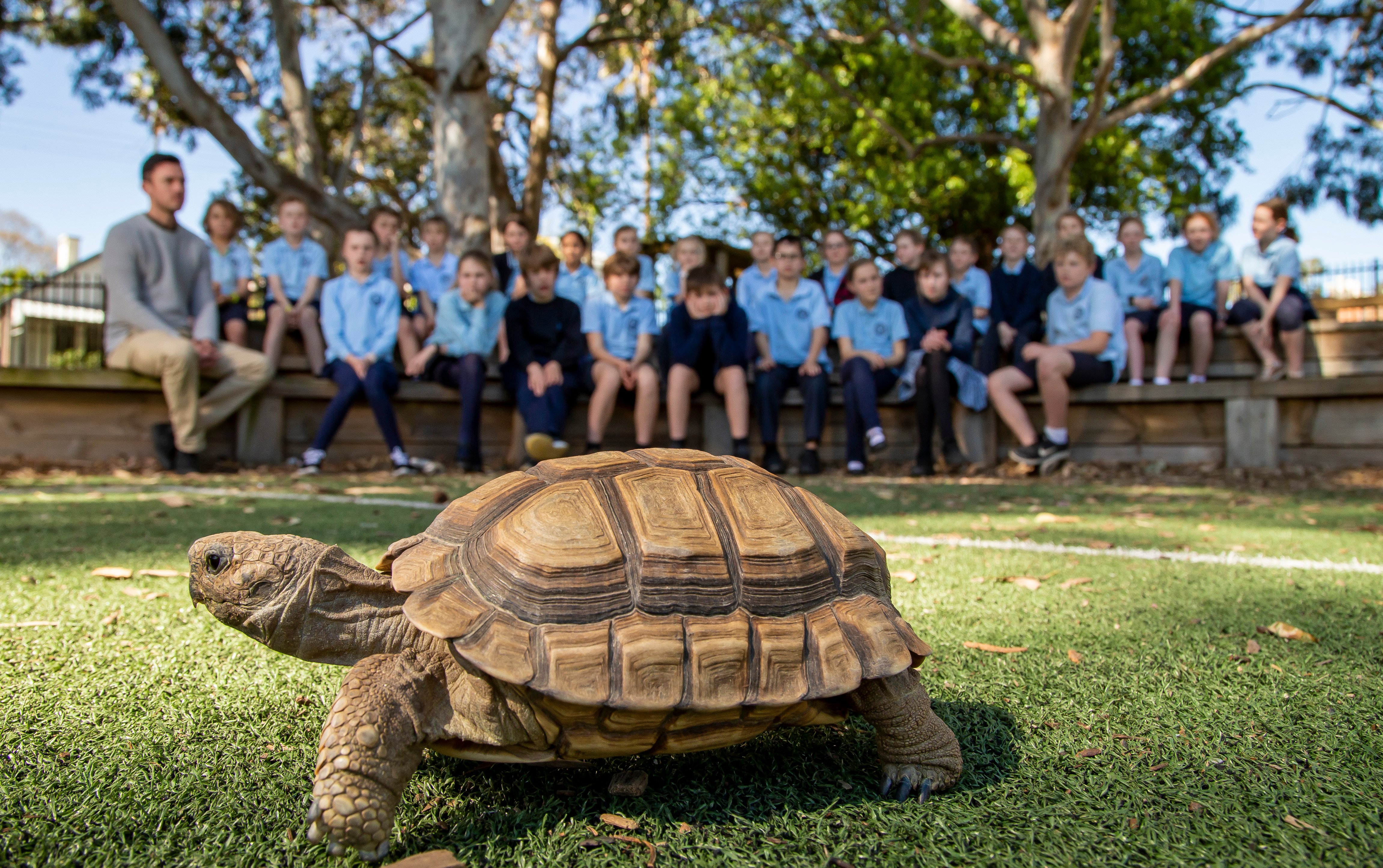 turtle walking infront of students at their school during Zoomobile incursion workshop