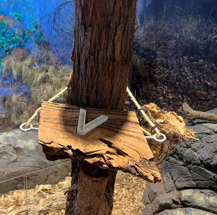 STEM‑designed enrichment platform for yellow‑bellied gliders attached to a tree trunk.