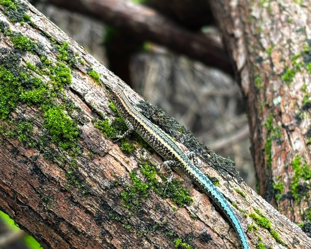 Image of <strong>Back from the brink of extinction&nbsp;&ndash; the great Christmas Island blue-tailed skink comeback</strong>