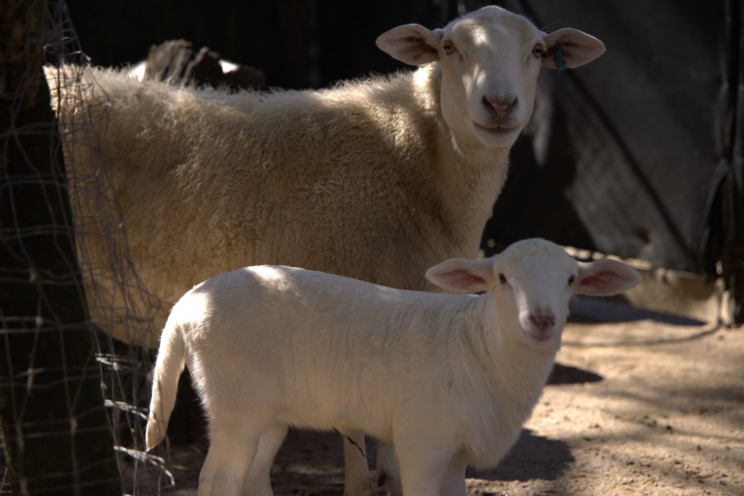 Adult sheep standing behind a lamb in a shaded farmyard.