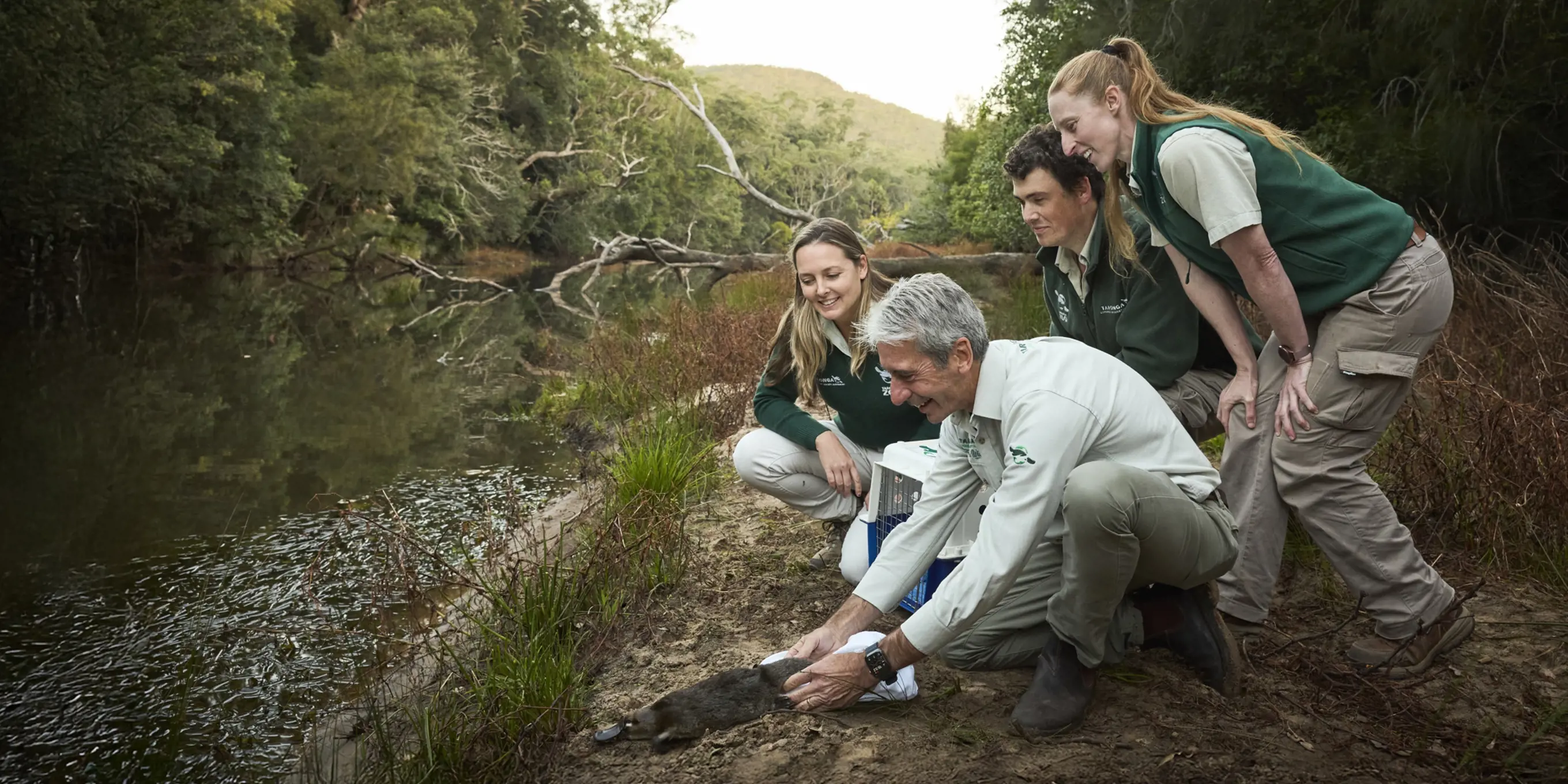 Platypus Translocation at Royal National Park