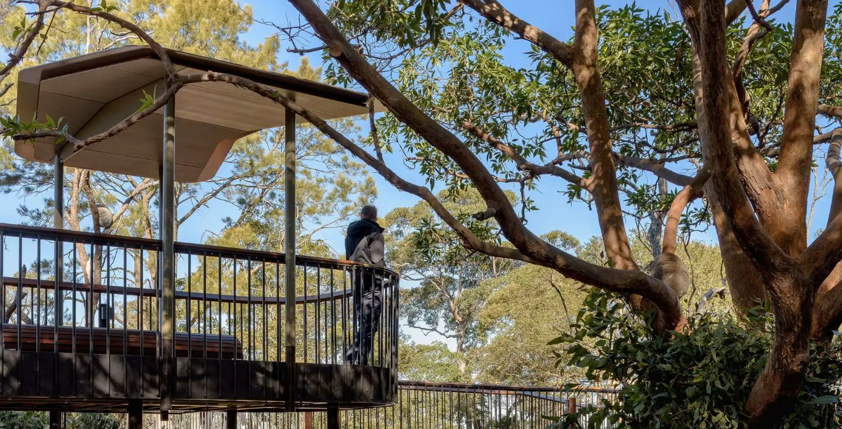 Guests overlooking Koalas at Koala Country in the Nura Diya Habitat