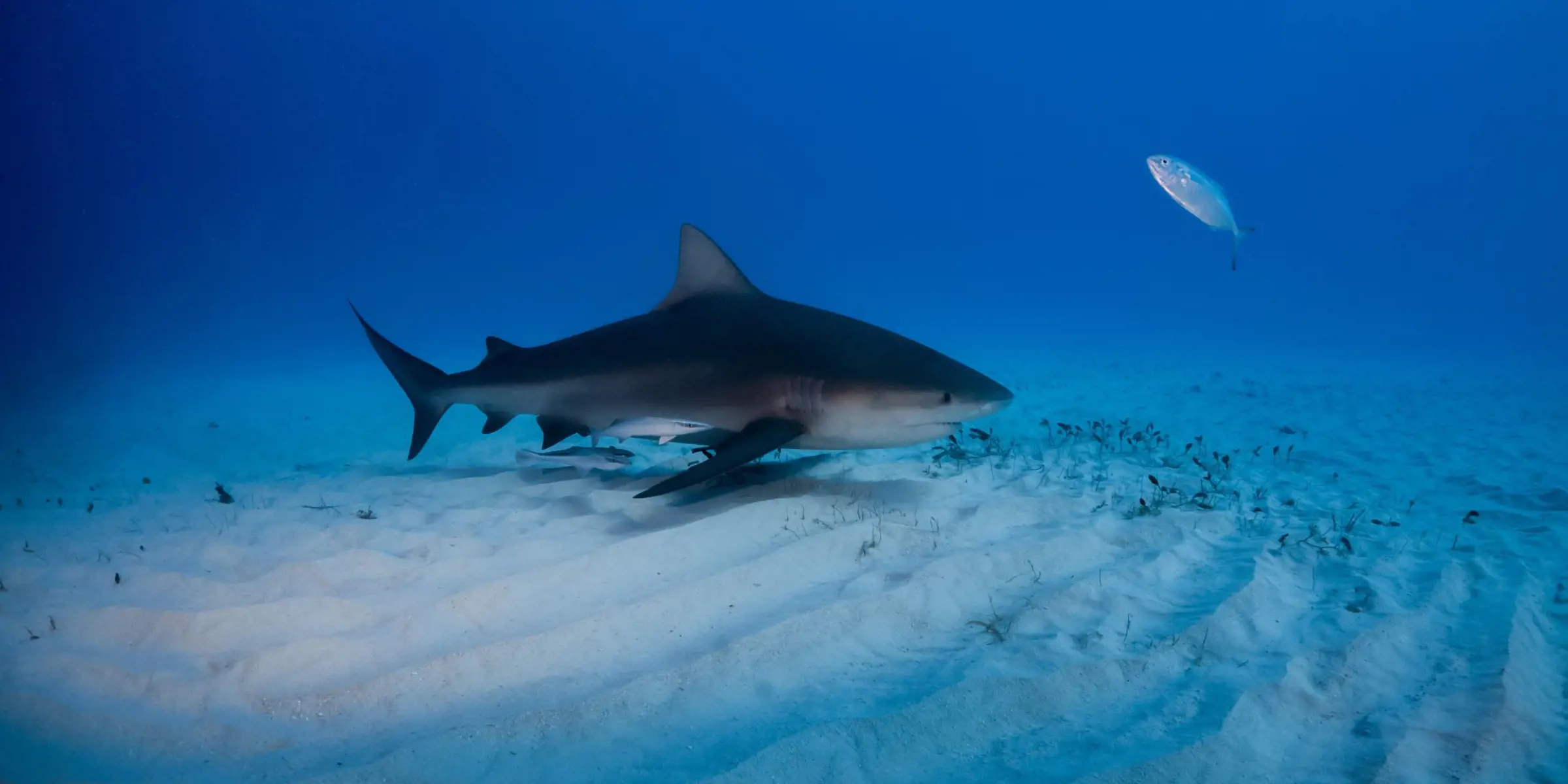 Shark swimming over a sandy ocean floor in clear blue water.