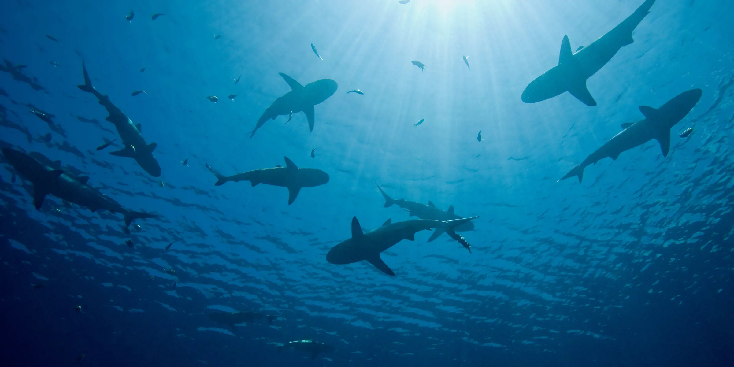 Silhouettes of sharks swimming beneath sunlit ocean water.