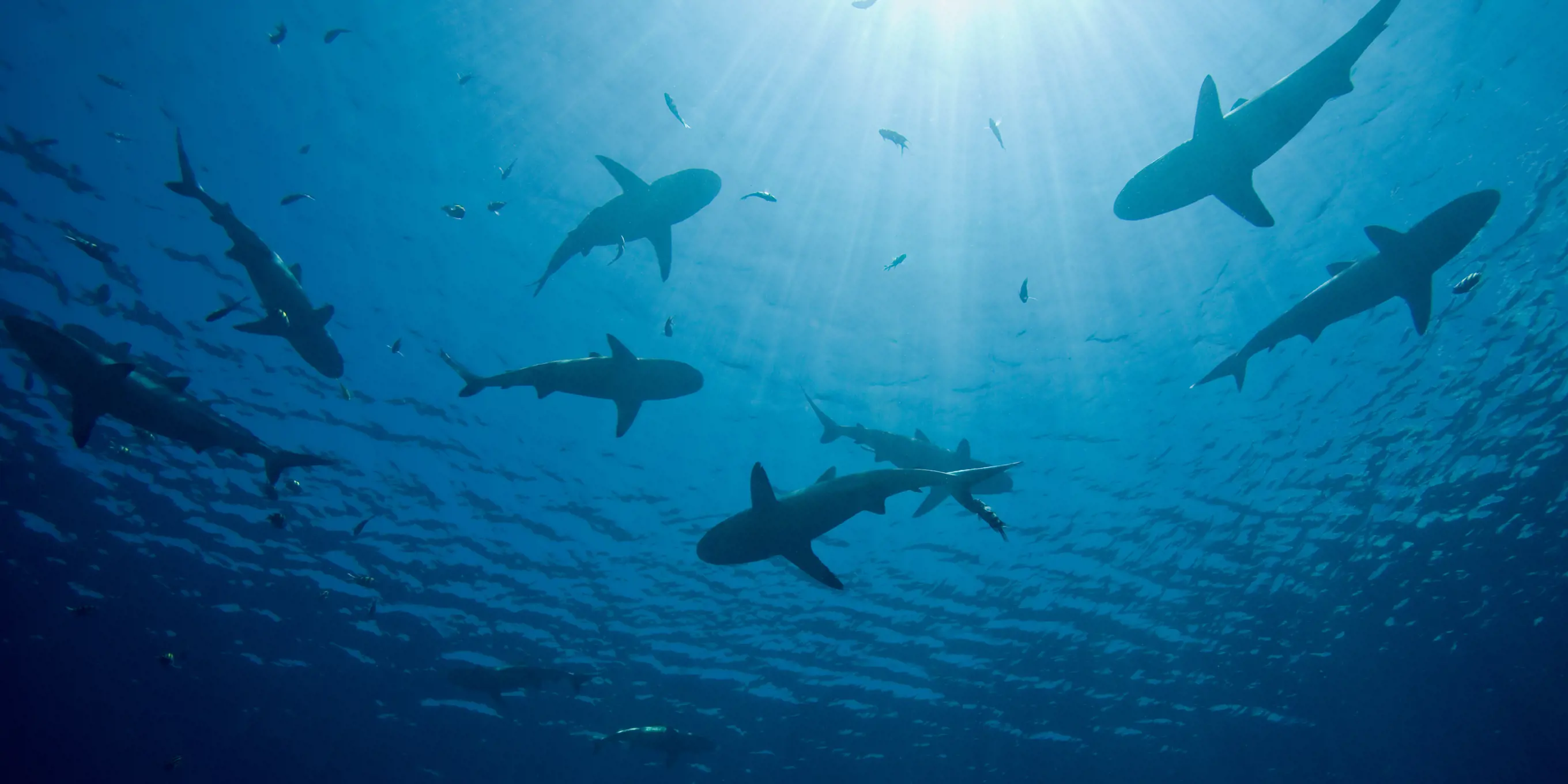 Silhouettes of sharks swimming beneath sunlit ocean water.