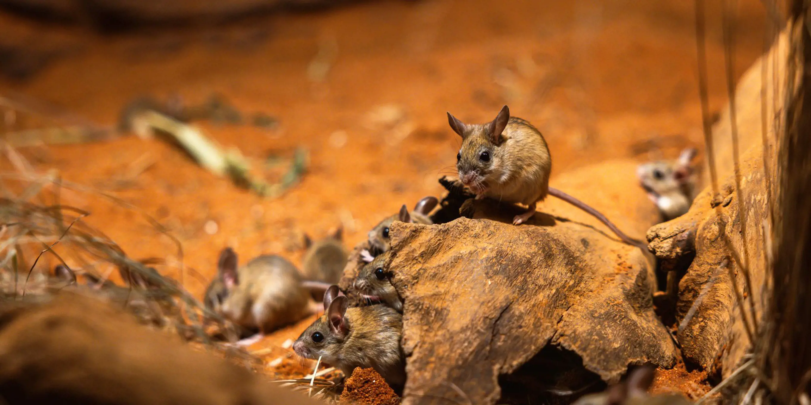 Spinifex Hopping Mice exploring sandy habitat in Nocturnal Country.