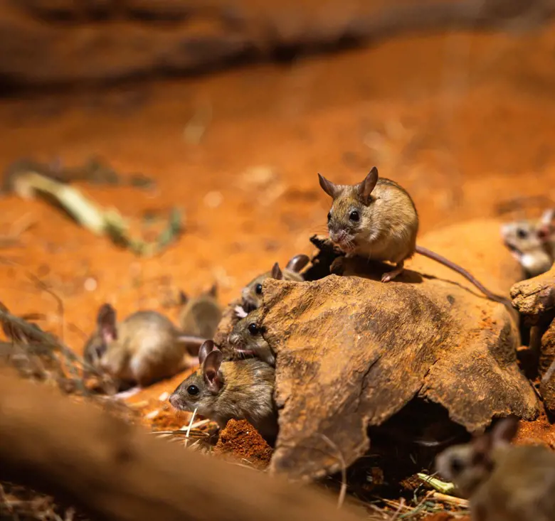 Spinifex Hopping Mice exploring sandy habitat in Nocturnal Country.