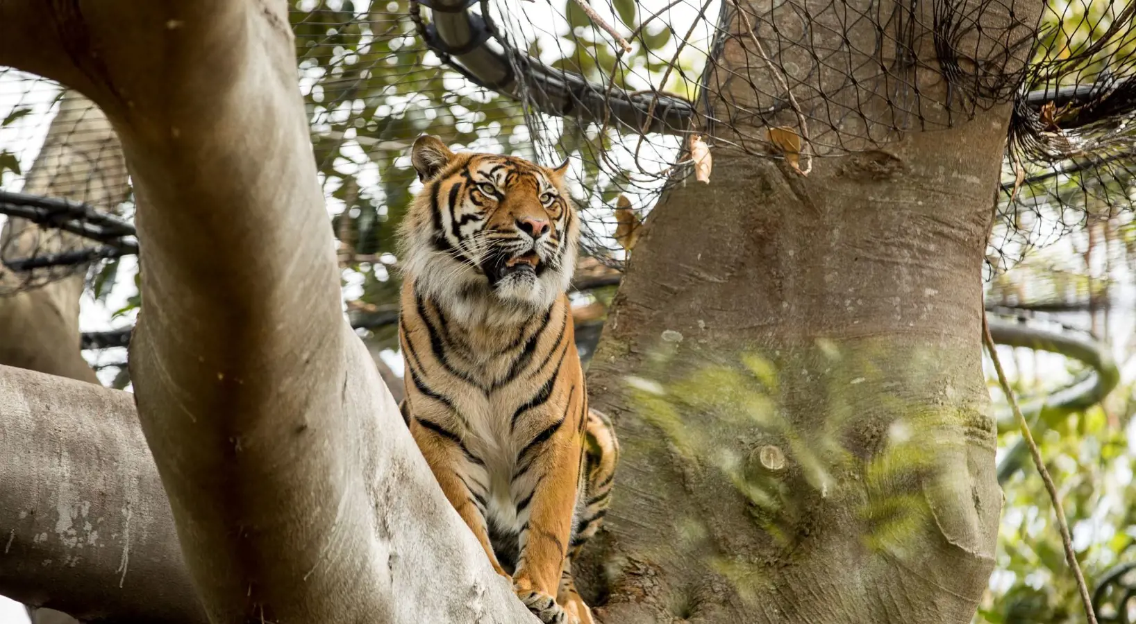 Tiger looking out from a tree