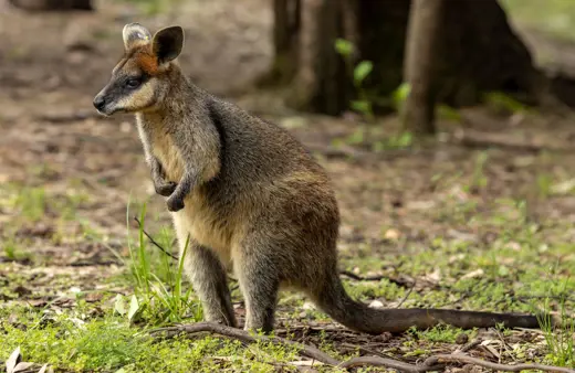 Image of Brush-tailed Rock Wallaby<br />