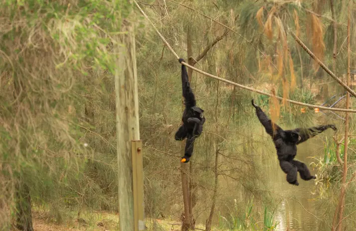 Image of Siamang