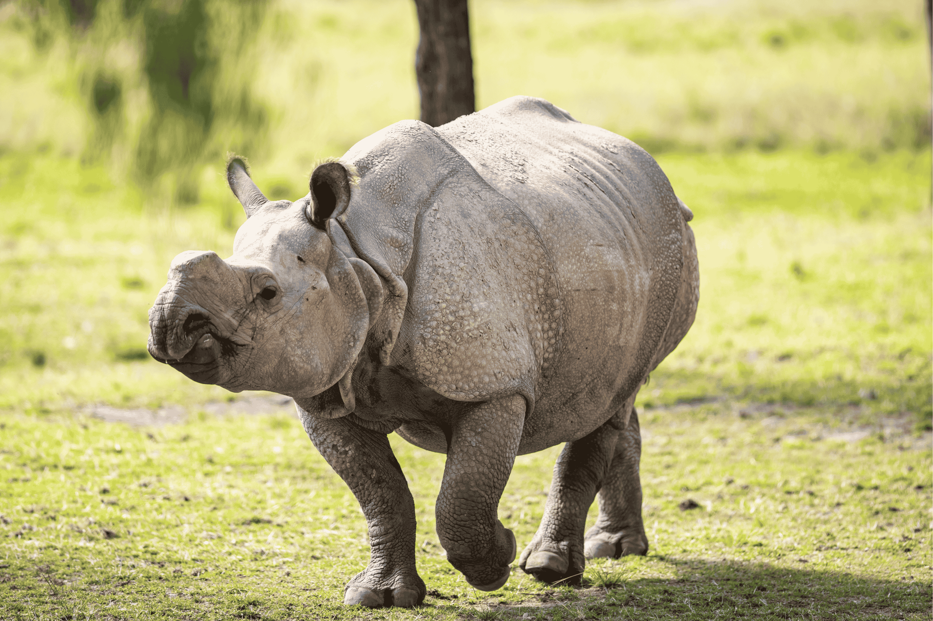 Image of Greater One-horned Rhino