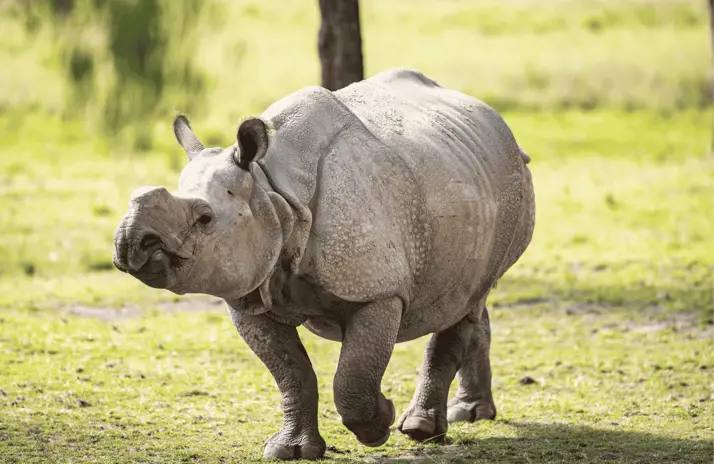 Image of Greater One-horned Rhino