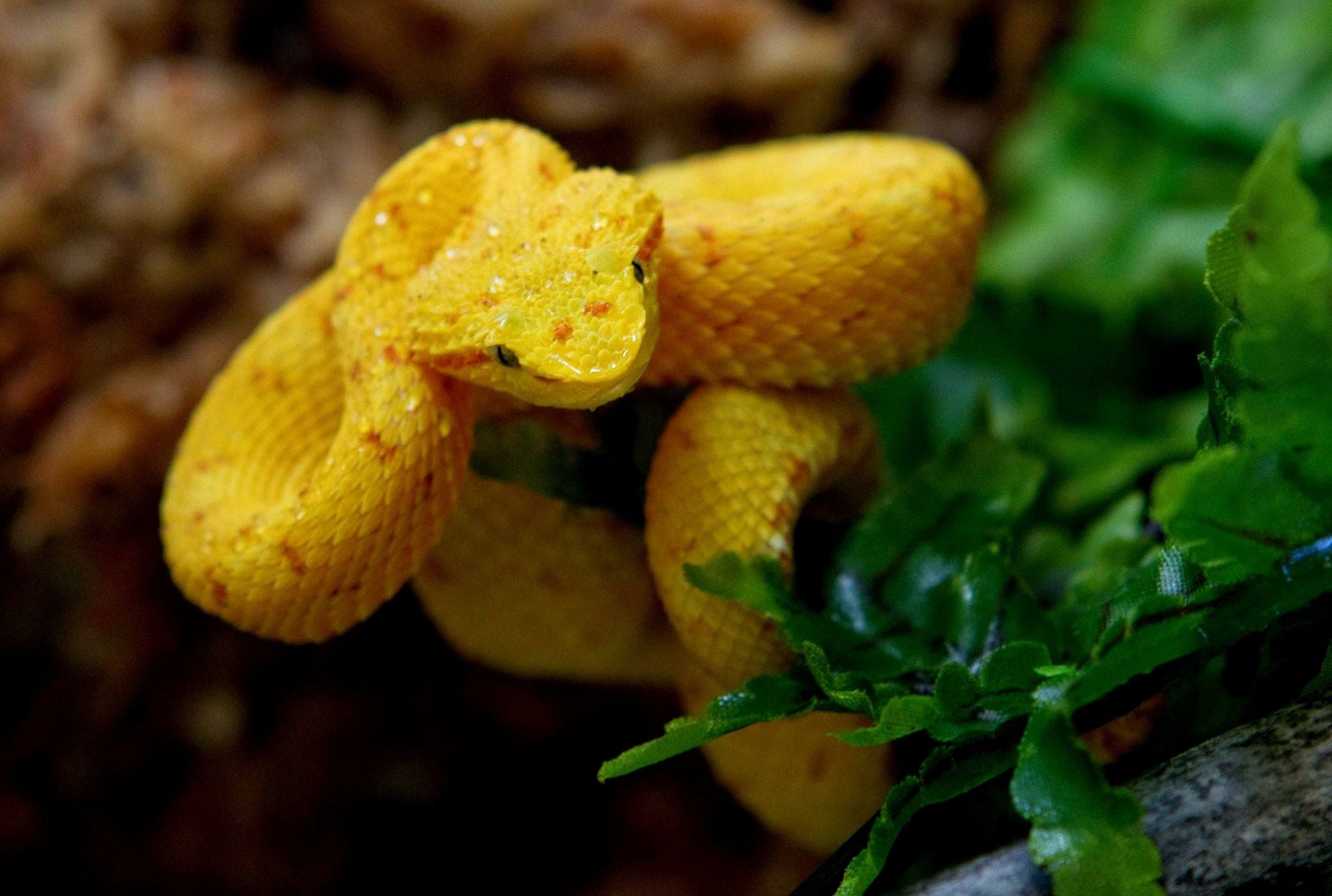 Image of Central American Eyelash Viper&nbsp;