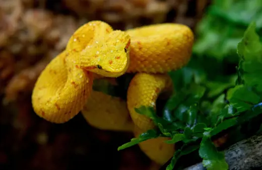 Image of Central American Eyelash Viper 