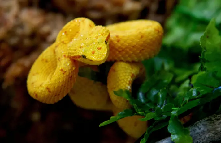 Image of Central American Eyelash Viper 