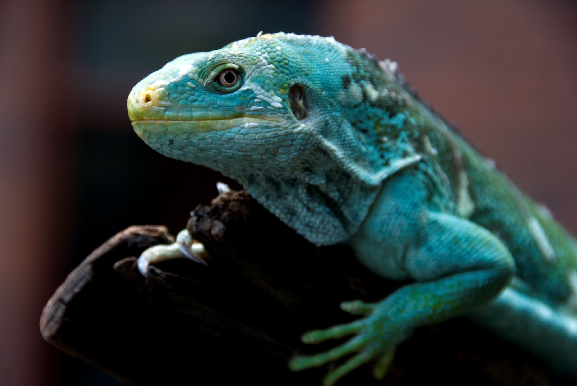 Image of Fijian Crested Iguana