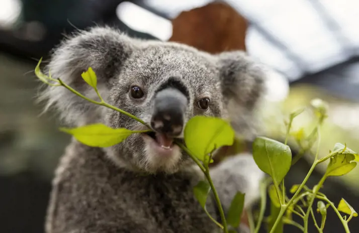 Image of Koala