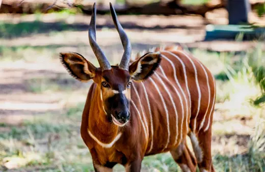 Image of Eastern Bongo 