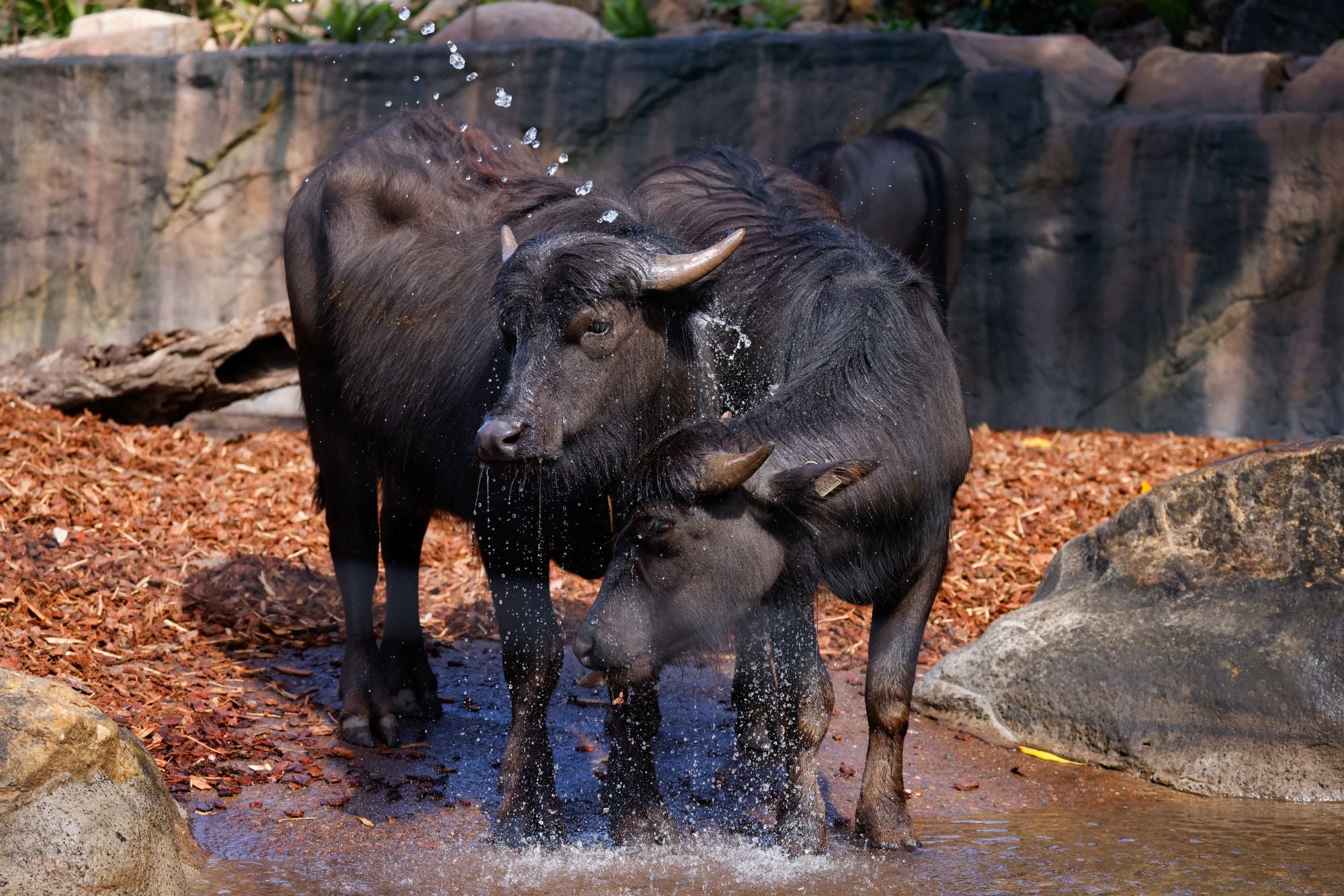 Image of Asian Water Buffalo&nbsp;