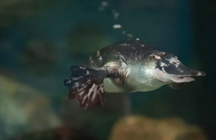 Image of Platypus