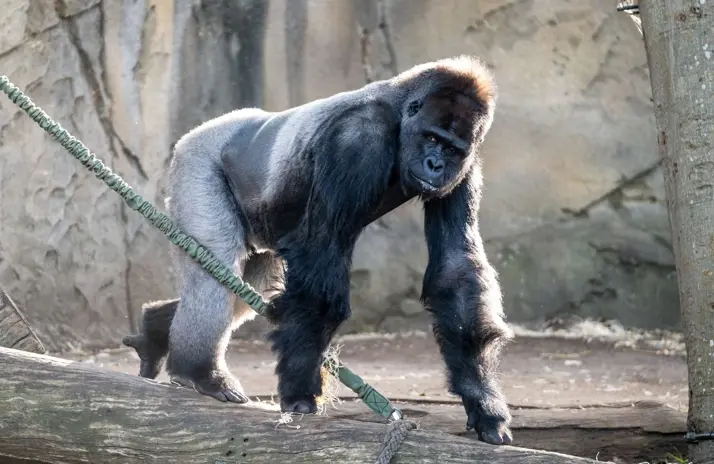 Image of Western Lowland Gorilla