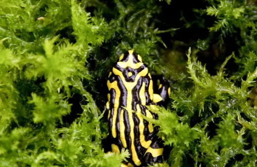 Image of Corroboree Frog