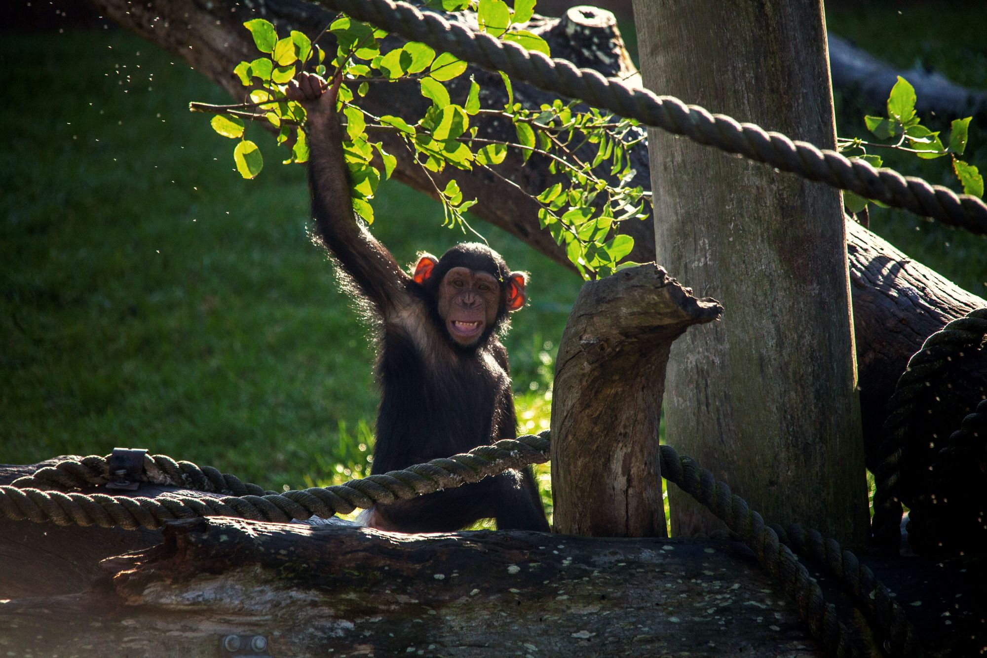 Image of Chimpanzee&nbsp;