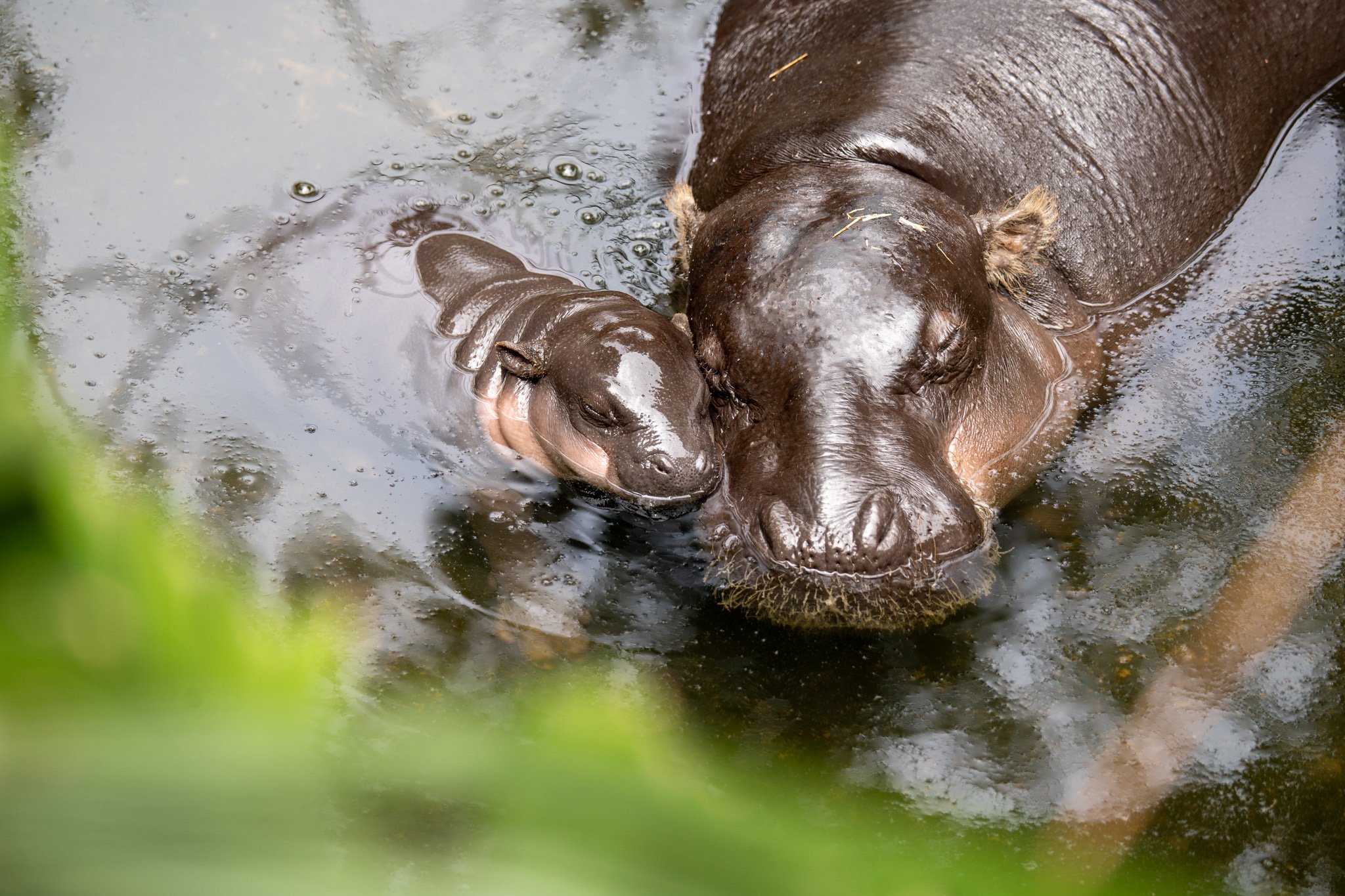 Image of Pygmy Hippopotamus