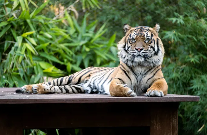 Image of Sumatran Tiger 