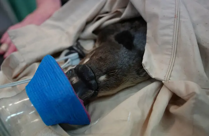 Image of Wild Platypus recovering at Taronga after fishing-line flipper injury 