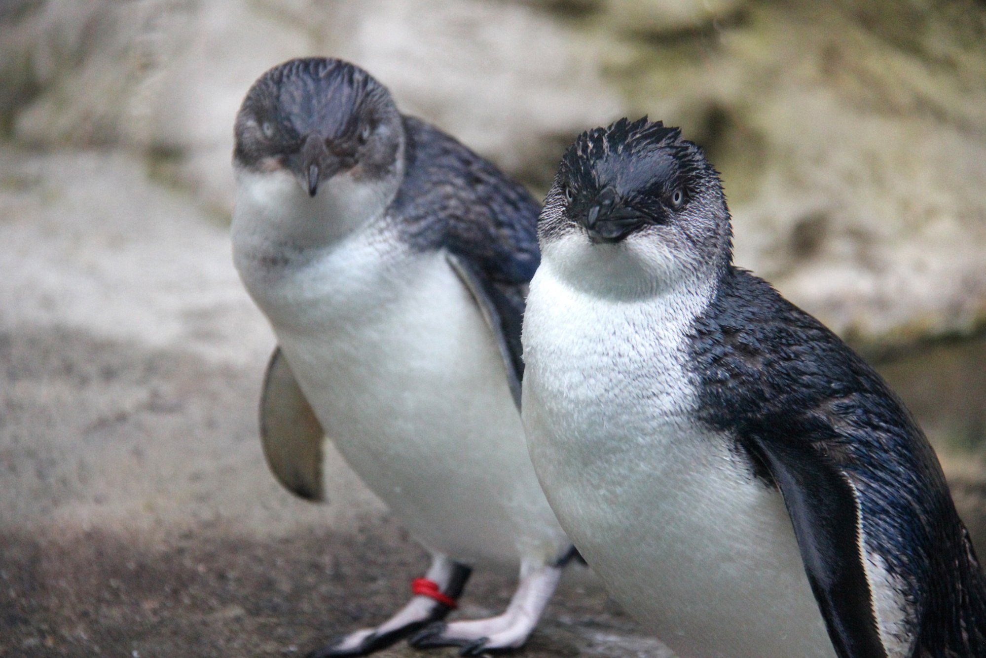 A pair of Little Penguins close up