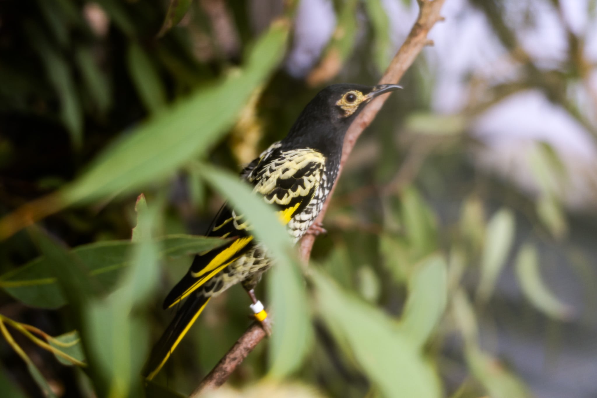 Image of Binos up to spot critically endangered Regent Honeyeaters over Kurri Kurri&nbsp;