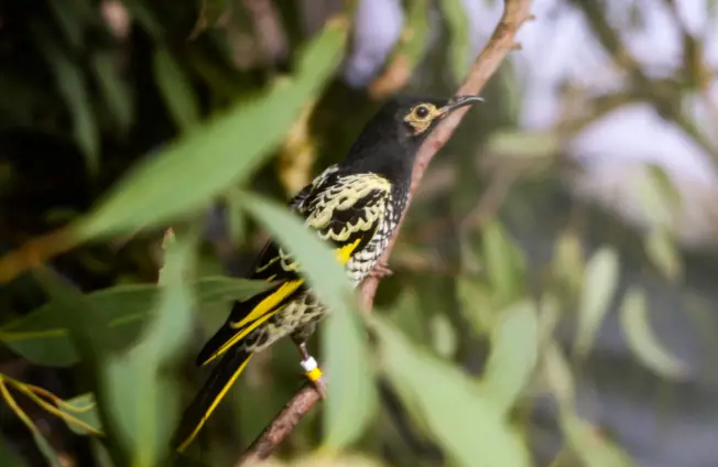 Image of Binos up to spot critically endangered Regent Honeyeaters over Kurri Kurri 