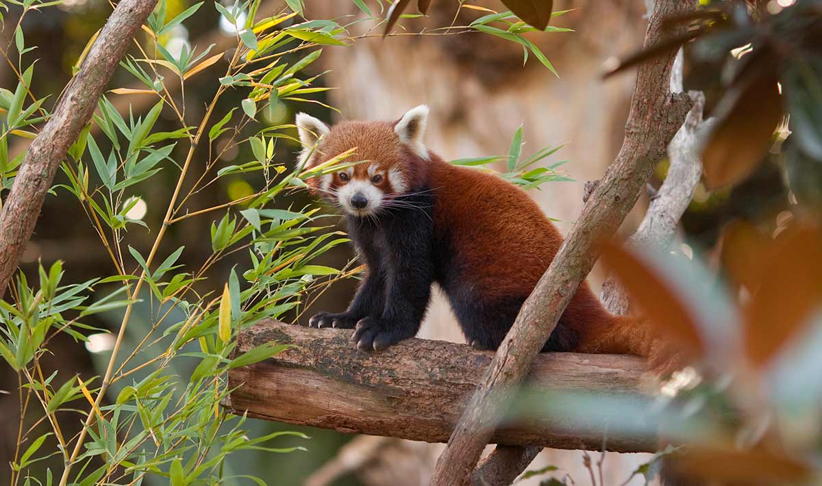 Red panda