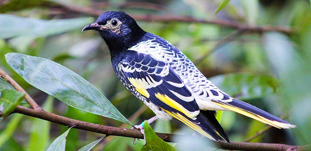 Regent honeyeater