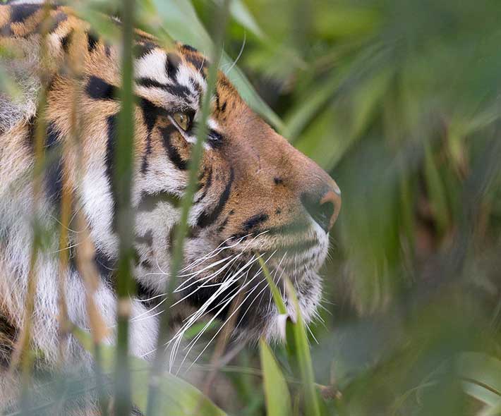 Sumatran Tiger.