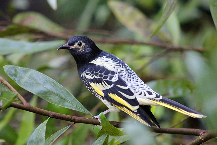 Regent Honeyeater