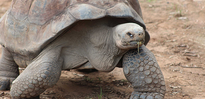 Galapagos Tortoise.