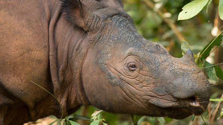 Sumatran Rhinoceros
