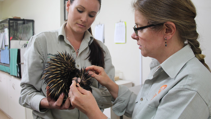 Veterinary Clinical Placement at Taronga Western Plains Zoo Dubbo.