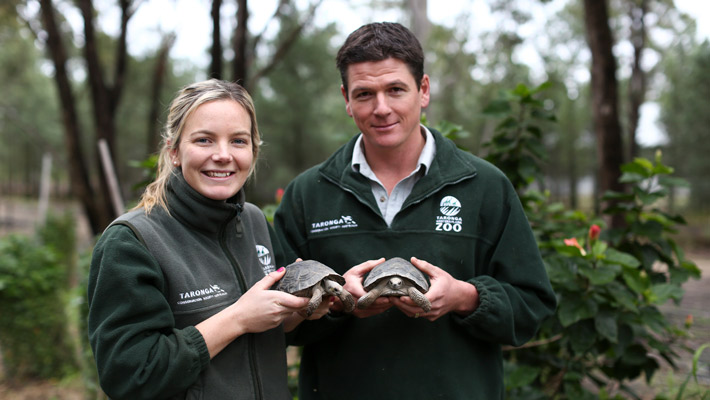 Keepers with Galapagos Tortoise hatchlings