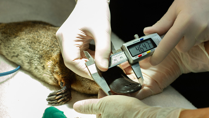 Platypus rescued from drying river systems are cared for by Taronga vets.